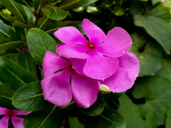 stock image Beautiful Periwinkle Flower, Catharanthus roseus is a species of Catharanthus native