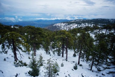 Beautiful view of the top of Troodos mountains with snow, clouds and trees. Cyprus