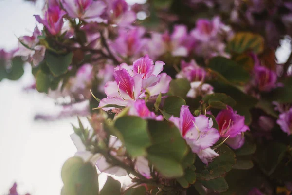 Закріпіть Квітуче Дерево Рожевими Квітами Заході Сонця Час Весни Лімасолі Стокова Картинка