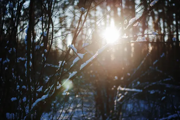 Ormanda gün batımında kar yağan güzel dallar. Açık hava içeriği