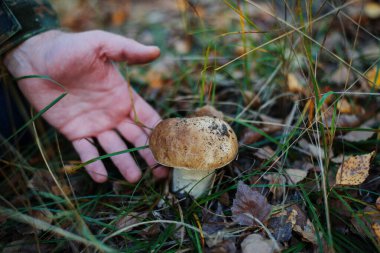 Erkeklerin elini kapat ve beyaz mantarı çimlerin arasından geçir.