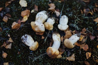 Ormandaki beyaz mantarları ve sonbahar yapraklarını kapatın.