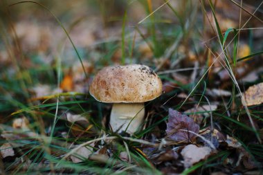 Güzel beyaz mantarı, arka planda bulanık çimlerin arasından kapat.