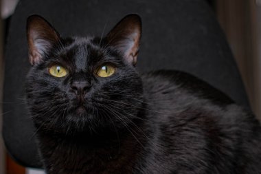 Siyah arka planı olan kara kedi.
