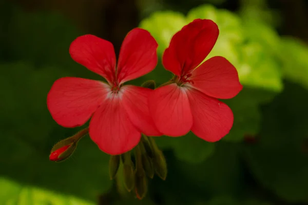 Rote Blumen Auf Grünem Hintergrund — Stockfoto