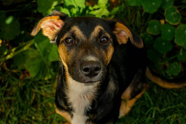 Köpek siyah ve beyaz üretir. 