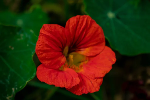 美しい赤いハイビスカスの花の終わり — ストック写真