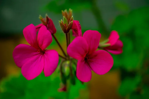 Hermosas Flores Que Crecen Jardín Día Soleado —  Fotos de Stock