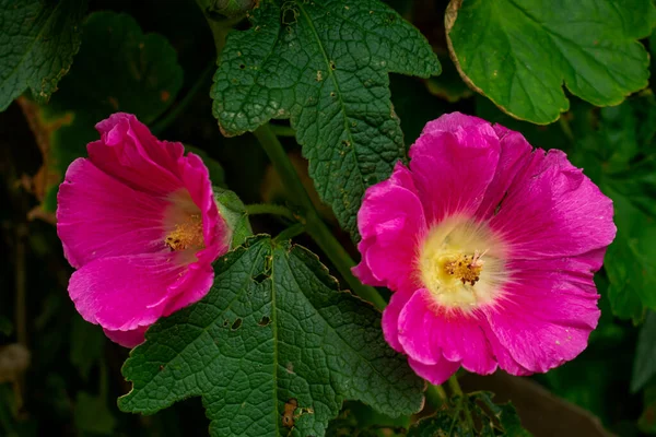 一个美丽的粉色花朵的垂直镜头 — 图库照片