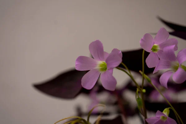 stock image beautiful flowers in dark background, close up 