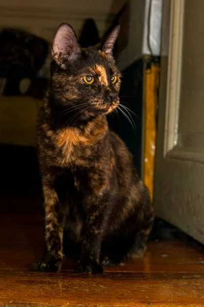 Portret Van Zwarte Kat Met Gele Ogen Bruine Ogen — Stockfoto