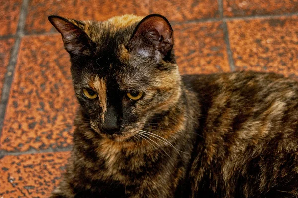 黄眼睛的棕色猫的肖像 — 图库照片