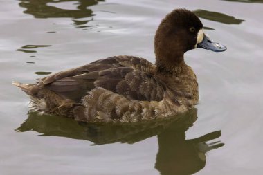 This photograph captures a beautiful Greater Scaup (Female) paddling about on a winter morning.  Females are brown overall, greyer on body in winter, with a white patch at base of their bill and yellow eyes.