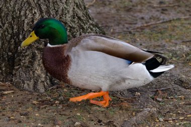 Bu fotoğraf bir kış sabahı güzel bir Mallard 'ı (Erkek) yakalar. Yaban ördekleri dünyanın her yerinde bulunan ördeklerdir. Erkeklerin kanatlarında yanardöner yeşil bir baş ve mor lekeler vardır. Dişilerin ise çoğunlukla kahverengi benekli tüyleri vardır..