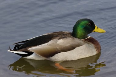 Bu fotoğraf bir kış sabahı güzel bir Mallard 'ı (Erkek) yakalar. Yaban ördekleri dünyanın her yerinde bulunan ördeklerdir. Erkeklerin kanatlarında yanardöner yeşil bir baş ve mor lekeler vardır. Dişilerin ise çoğunlukla kahverengi benekli tüyleri vardır..