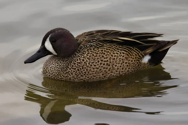 Photograph Captures Beautiful Blue Winged Teal Male Paddling Winter Morning — Stock fotografie