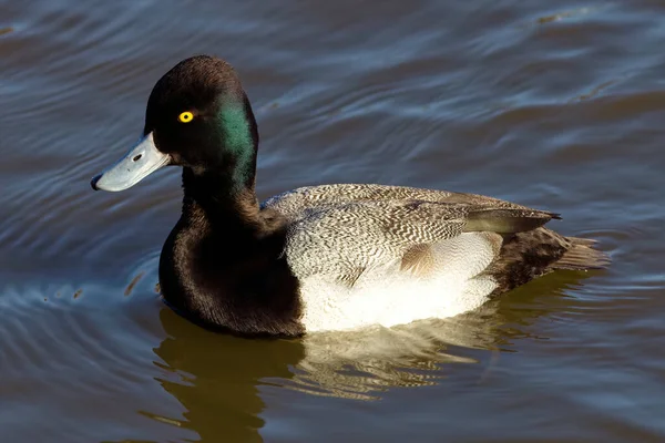 Photograph Captures Beautiful Greater Scaup Male Paddling Winter Morning Males — ストック写真