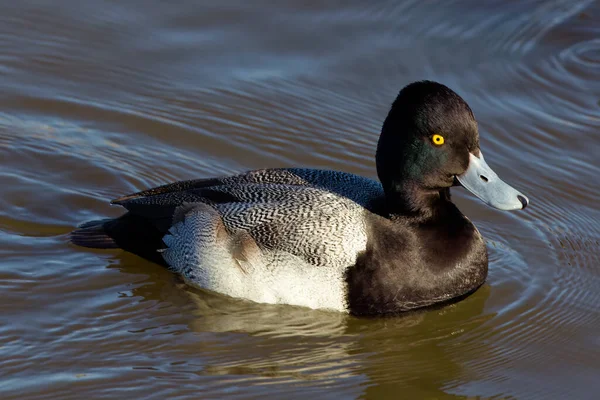 Photograph Captures Beautiful Greater Scaup Male Paddling Winter Morning Males — Stock Photo, Image