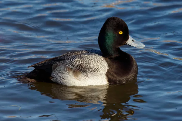 Photograph Captures Beautiful Greater Scaup Male Paddling Winter Morning Males — Stok fotoğraf