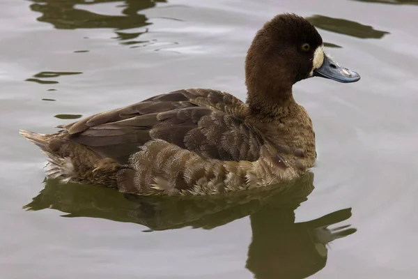Photograph Captures Beautiful Greater Scaup Female Paddling Winter Morning Females — Foto de Stock