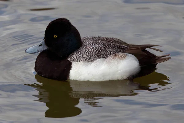 Photograph Captures Beautiful Lesser Scaup Male Paddling Winter Morning Colloquially — Stok fotoğraf