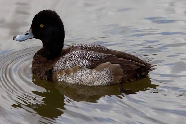 Photograph Captures Beautiful Lesser Scaup Immature Male Paddling Winter Morning — Photo