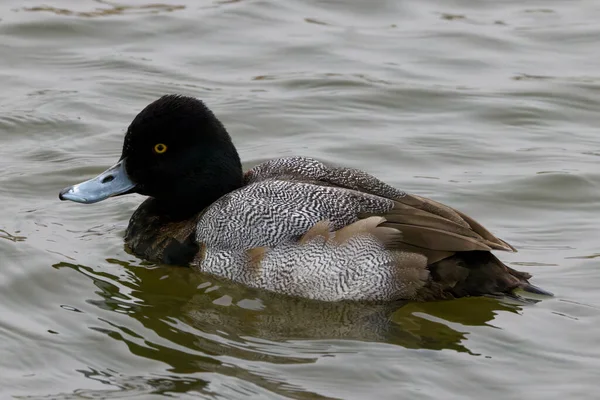 Photograph Captures Beautiful Lesser Scaup Immature Male Paddling Winter Morning — Stock Photo, Image