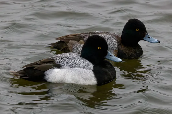 Photograph Captures Beautiful Lesser Scaup Pair Male Immature Male Paddling — Stockfoto