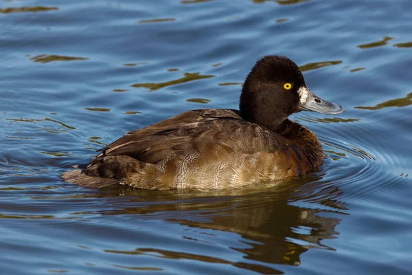 Photograph Captures Beautiful Lesser Scaup Female Paddling Winter Morning Females — Stok fotoğraf