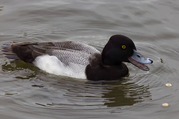 Photograph Captures Beautiful Lesser Scaup Male Something Say Winter Morning — ストック写真