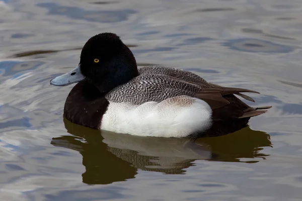 Photograph Captures Beautiful Lesser Scaup Male Paddling Winter Morning Colloquially — ストック写真