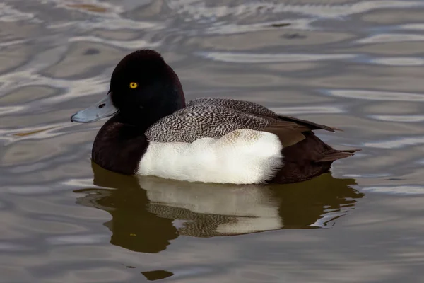 Photograph Captures Beautiful Lesser Scaup Male Paddling Winter Morning Colloquially — Stock Fotó