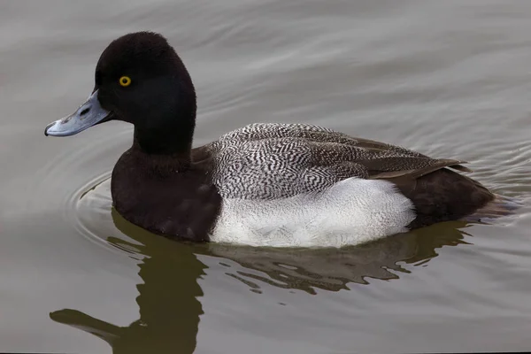 Photograph Captures Beautiful Lesser Scaup Male Paddling Winter Morning Colloquially — Stock Photo, Image