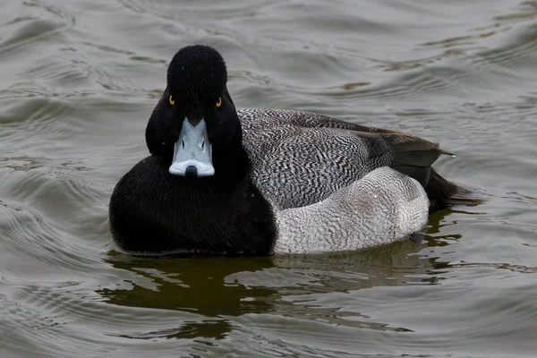 Photograph Captures Beautiful Lesser Scaup Male Paddling Winter Morning Colloquially — стокове фото