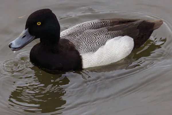 Photograph Captures Beautiful Lesser Scaup Male Paddling Winter Morning Colloquially — Foto Stock