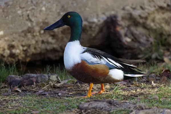 Photograph Captures Beautiful Northern Shoveler Male Out Stroll Winter Morning — Stock fotografie