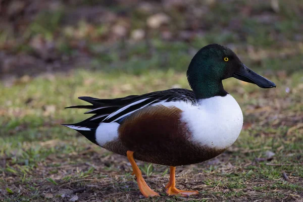 Photograph Captures Beautiful Northern Shoveler Male Out Stroll Winter Morning — Stock Photo, Image