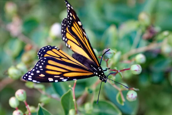 この写真は 夏の朝に出現したモナーク蝶の繊細な美しさを捉えています モナークは 認識しやすい黒 オレンジ 白のパターン化された翼を持つ北米の蝶の中で最もよく知られています — ストック写真