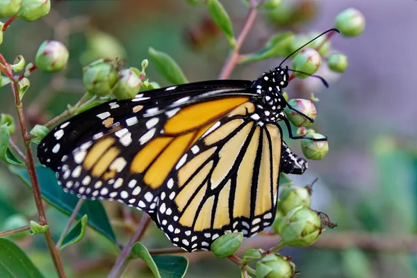 Questa Fotografia Cattura Delicata Bellezza Una Farfalla Monarca Post Emergente — Foto Stock