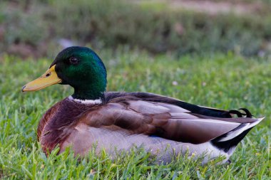 Bu fotoğraf bir sonbahar sabahı güzel bir Mallard 'ı (Erkek) yakalar. Yaban ördekleri dünyanın her yerinde bulunan ördeklerdir. Erkeklerin kanatları parlak yeşil bir başları ve mor lekeleri vardır. Dişilerin ise esasen kahverengi benekli tüyleri vardır..