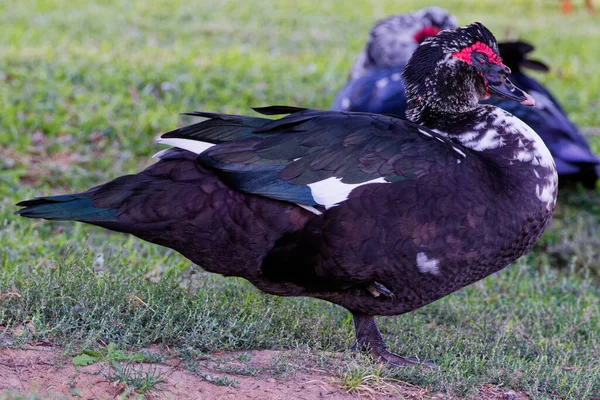 Bu fotoğraf, bir sonbahar sabahı dinlenen güzel bir Muscovy ördeğini çekiyor. Muscovy ördekleri, kafasında kırmızı bir carUncle (etli, soğanlı bir büyüme) olan büyük ördeklerdir. Bu kendine özgü bir özellik..