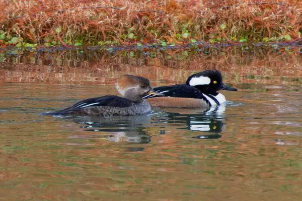 A Hooded Merganser pair paddling about on a grey winter morning.  This fish-eating duck is striking in appearance and both the male and female have beautiful a crest (hood) that they can raise or lower, especially during courtship.