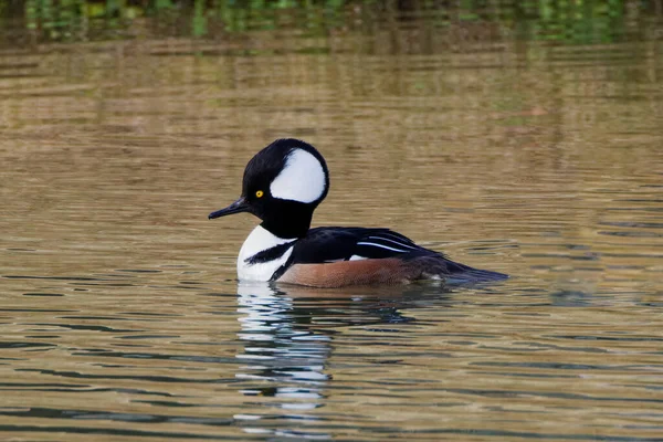 A Hooded Merganser (male) displaying its flamboyant crest on a grey winter morning.  This fish-eating duck is striking in appearance and both the male and female have beautiful a crest (hood) that they can raise or lower, especially during courtship.