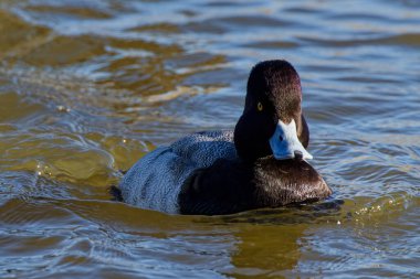 This photograph captures a beautiful Lesser Scaup (Immature Male) paddling about on a winter morning.  It is colloquially known as the little Bluebill or Broadbill because of its distinctive blue bill.