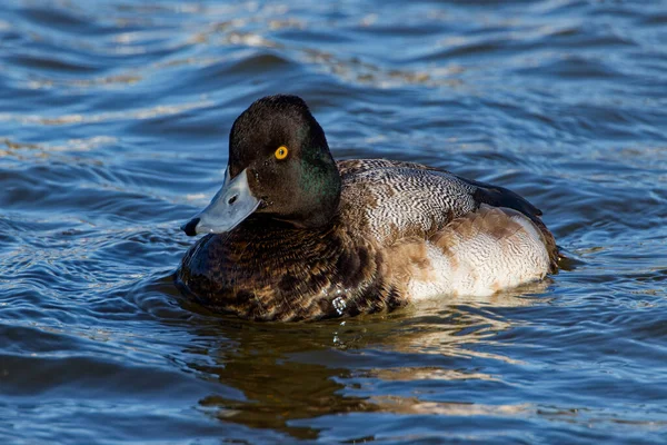 This photograph captures a beautiful Lesser Scaup (Immature Male) paddling about on a winter morning.  It is colloquially known as the little Bluebill or Broadbill because of its distinctive blue bill.