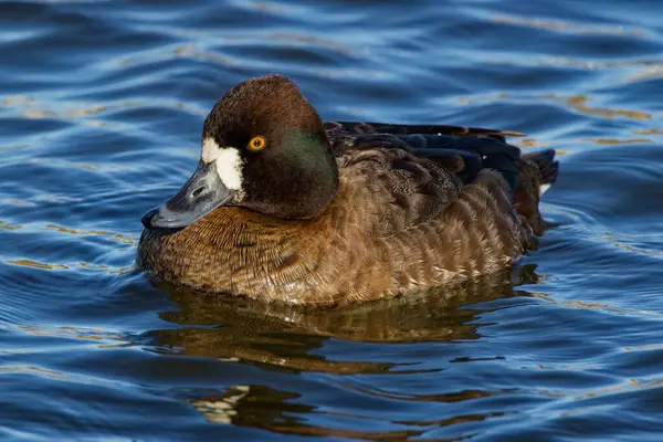 This photograph captures a beautiful Lesser Scaup (Female) paddling about on a winter morning. Females are a rich brown overall with a darker head and a white patch next to their bill.