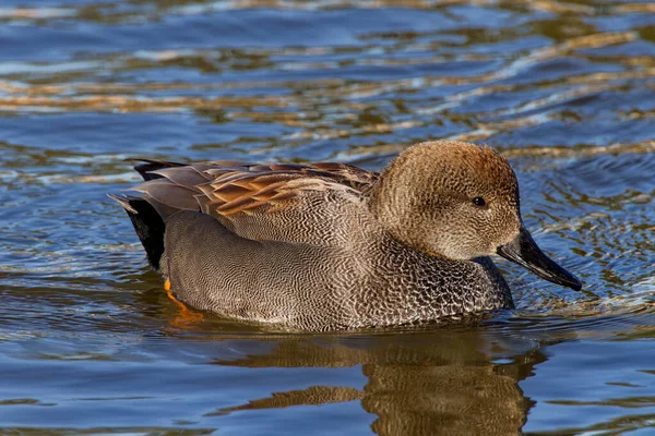 This photograph captures a beautiful Gadwall (Male) on a winter morning. Males are intricately patterned with grey, brown and black with an all-black rump.