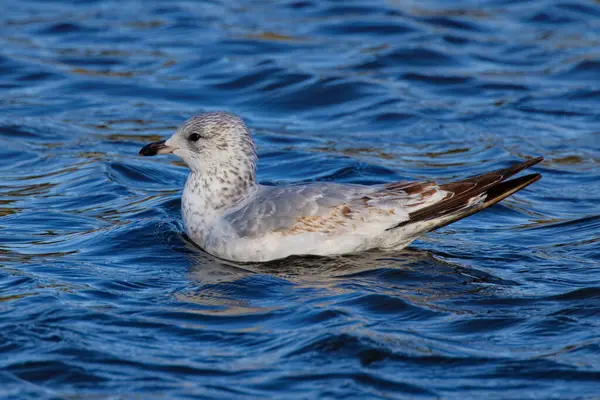 This photograph captures a beautiful Ring-Billed Gull paddling about on a winter morning.  The head, neck and underparts are white and its relatively short bill is yellow with a dark ring.