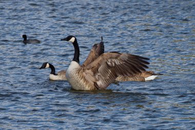 This photograph captures some beautiful Canada Geese on a winter morning.  Canada Geese are large wild geese with a black head and neck, white cheeks, white under its chin, and a brown body.  They're found across temperate regions of North America. clipart