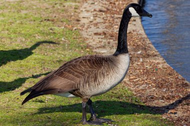 This photograph captures a beautiful Canada Goose on a winter morning.  Canada Geese are large wild geese with a black head and neck, white cheeks, white under its chin, and a brown body.  They're found across temperate regions of North America. clipart